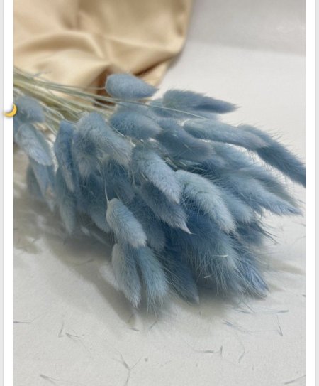 ورد ذيل الارنب ازرق