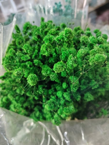 ورد جبسوفيلا مجفف