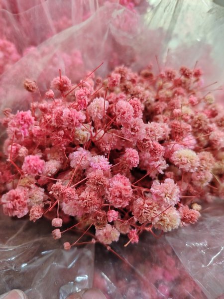 ورد جبسوفيلا مجفف