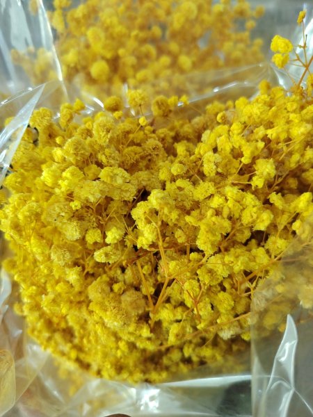 ورد جبسوفيلا مجفف