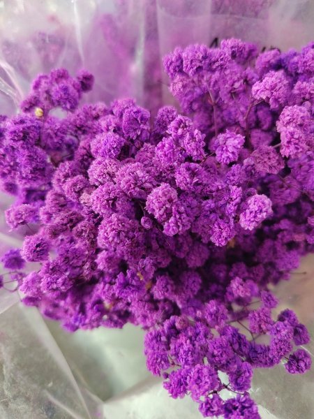 ورد جبسوفيلا مجفف