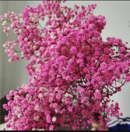 ورد جبسوفيلا مجفف