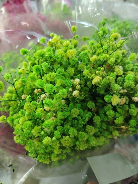 ورد جبسوفيلا مجفف