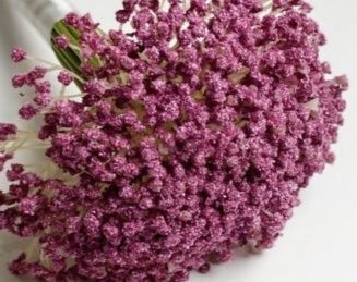 ورد جبسوفيلا مجفف