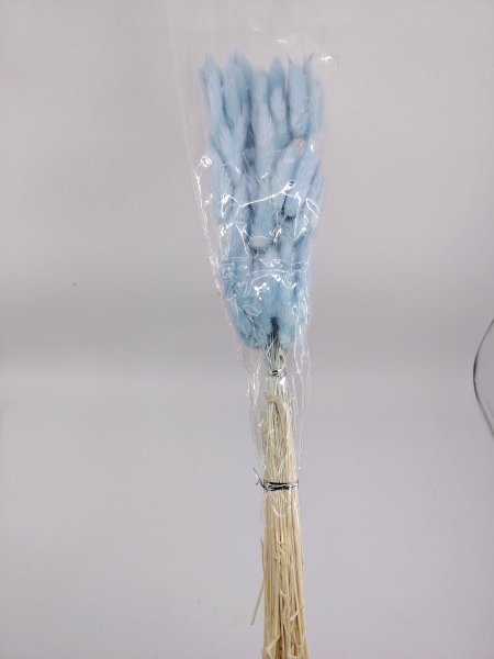 ورد ذيل الارنب ازرق