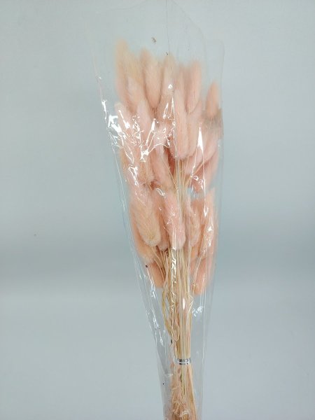 ورد ذيل الارنب