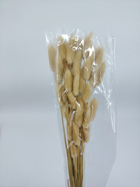 ورد ذيل الارنب