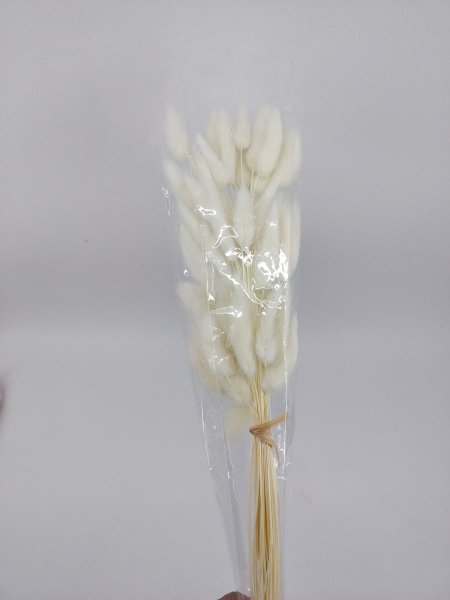 ورد ذيل الارنب