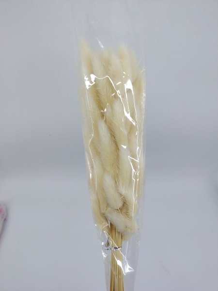 ورد ذيل الارنب