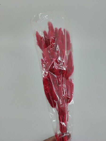 ورد ذيل الأرنب