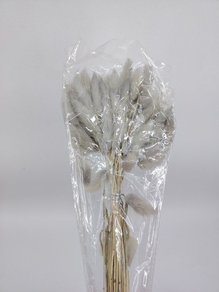 ورد ذيل الأرنب