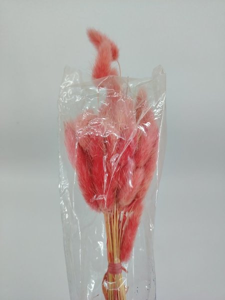 ورد ذيل الأرنب