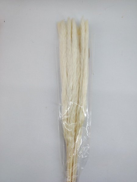 ورد البامباس