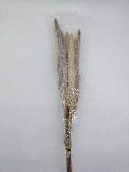 ورد البامباس