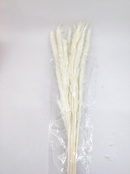 ورد البامباس