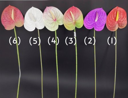 ورد (انتوريوم)