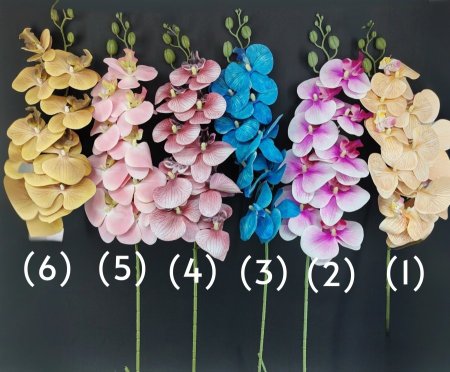 ورد (اوركيدا)