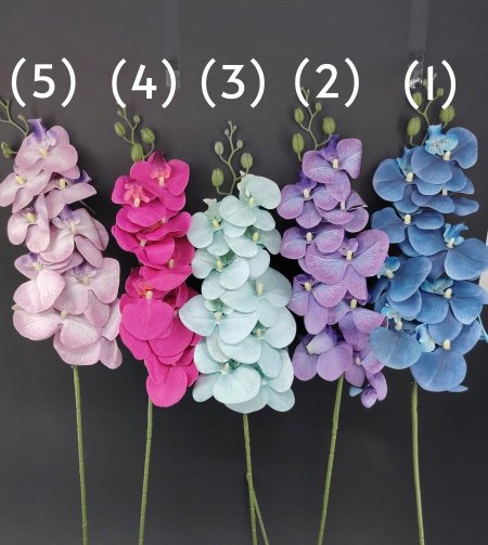 ورد (اوركيدا)